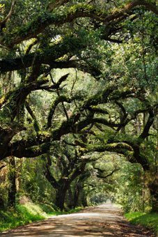 Canopy road in South Carolina.