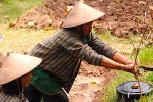 indonesia-permaculture