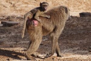 An olive baboon with its infant.