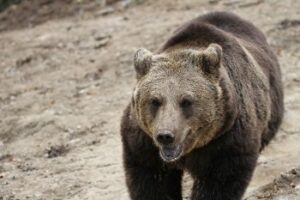 A European brown bear at the Zarnesti Libearty Bear Sanctuary. photos by Adam Eagle.