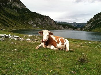 A happy cow in Salzburgerland, Austria. Vicky Schippers photos.