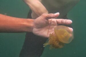 indonesia-jellyfish