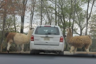 The Virginia Safari Park-an adrenaline rush! 