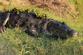 Usumacinta Expedition May 2014 Crocodilos Photographer Wilen Edver Chay Un