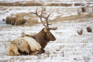 A sitting elk in the Tetons near Jackson Hole Wyoming. Didrik Johnck photos.