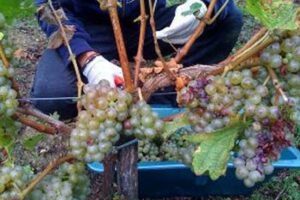 Working a grape picking job in France. Here, snipping the fruit in Bordeaux. Joanna Gonzalez photos.