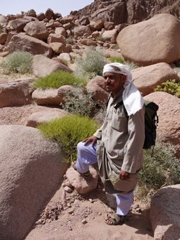 Musa the Bedouin guide, beside Stagah (yellow bush) for healing cuts, and Guurdi (grey/green bush) for curing camels of constipation. photos by Hilary Munro.