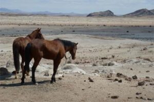 namibia-safari