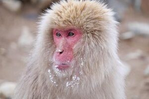 snow-monkey