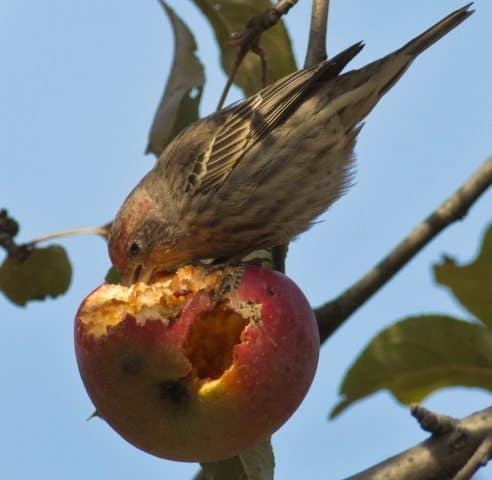 Что такое com apple bird