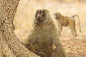 Two of Zakouma's baboons. Michael Lorentz photo.