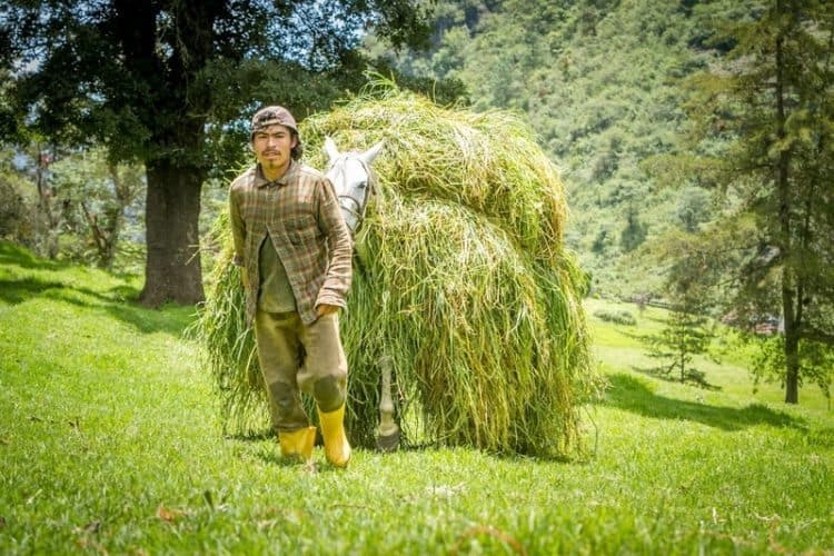 Hand cut grass will be fed to the cattle helping them produce fresh milk in Guatemala.