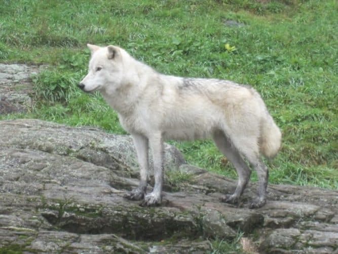 A regal looking arctic fox at Parc Omega.