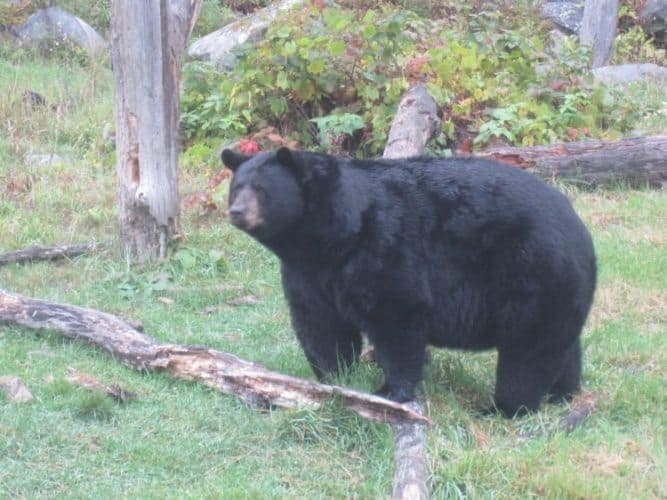 The black bears aren't allowed to poke their heads into the passing cars.