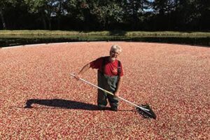 cranberry-bog