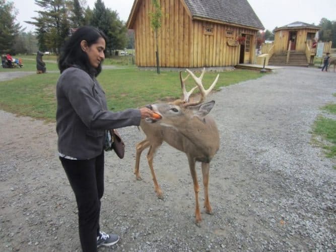 Feeding a carrot to a deer at Parc Omega Canada.