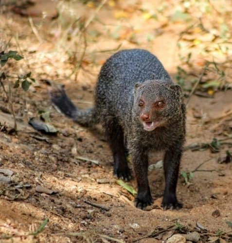 The Ruddy Mongoose of Sri Lanka will win no beauty pageants, but a sighting's still a thrill while on safari at Yala or or of the country's many other national parks.