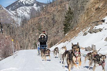 dogsledding