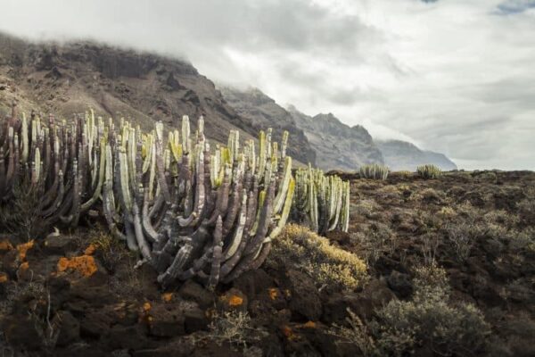 Punta de Teno