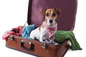 travel-with-dog-300×248