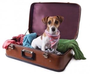 travel with dog 300x248 1