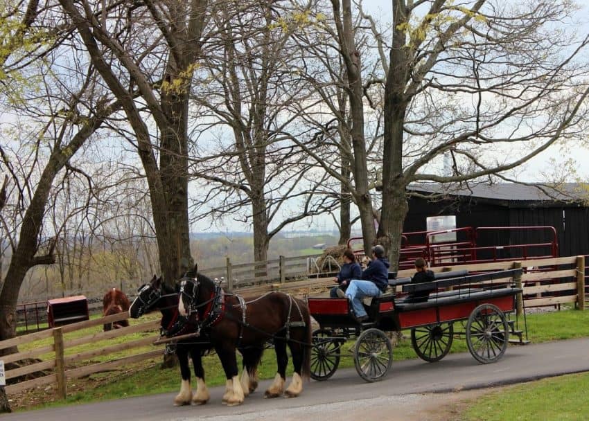 A buggy ride for visitors is part of the experience at Kentucky Shakerville.