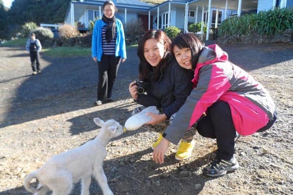 feeding lamb