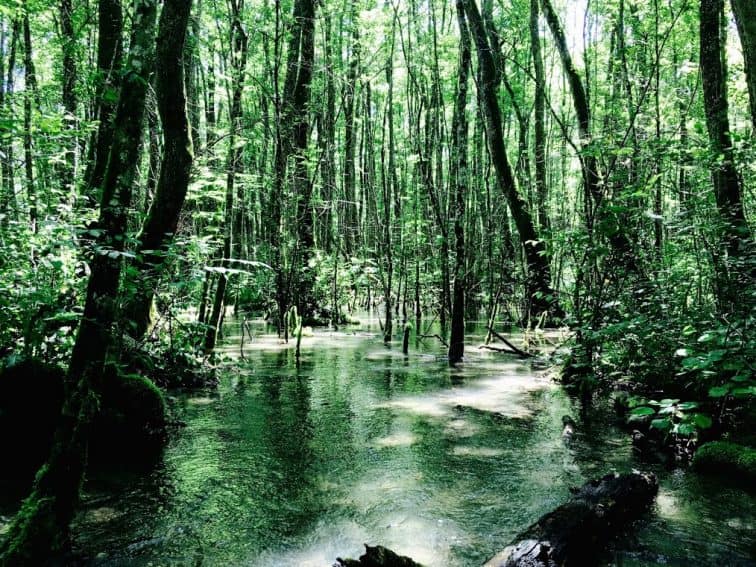 Woodland between Gex and Crozet. The waters are shallow enough to wade in, creating an eery atmosphere within the woods. There is a sense that one could walk through the water but that it remains unknown what one will find within it.