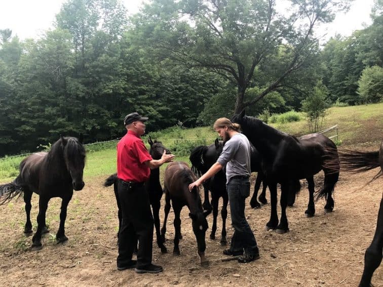 Owner Robert Labrie discussing the young Friesians surrounding him in the meadow.