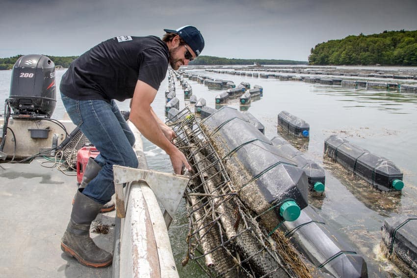 Mook Oyster Farm on the Damariscotta River, Maine. Paul Shoul photos.