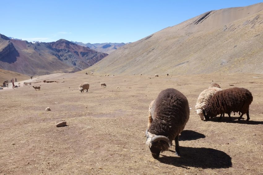 grazing sheep