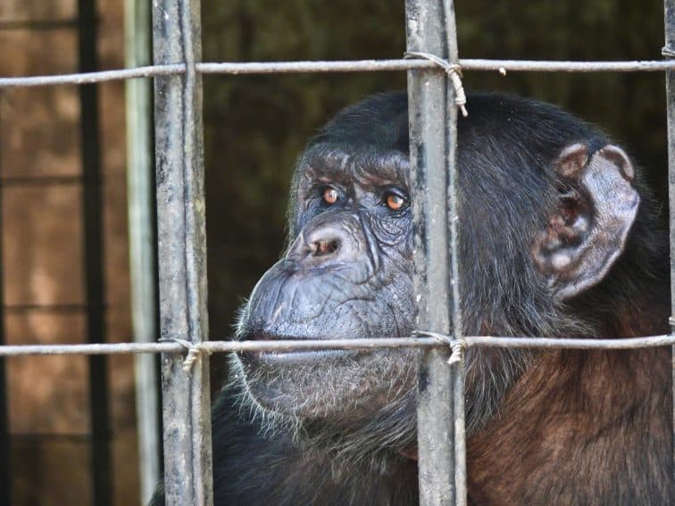 greybeard chimp