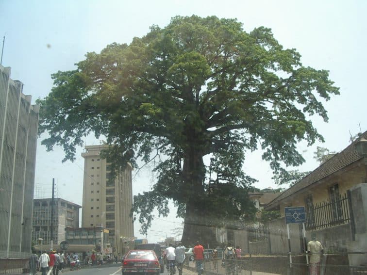 The National Cotton Tree in Sierra Leone's capital city, Freetown.