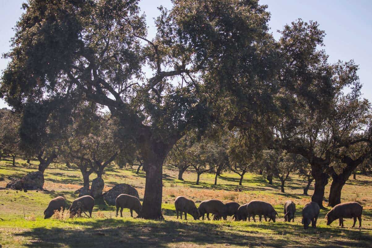 Farm To Table In Extremadura, Spain