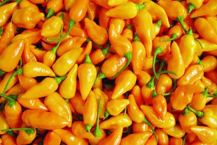 Datil Peppers, St Augustine Florida