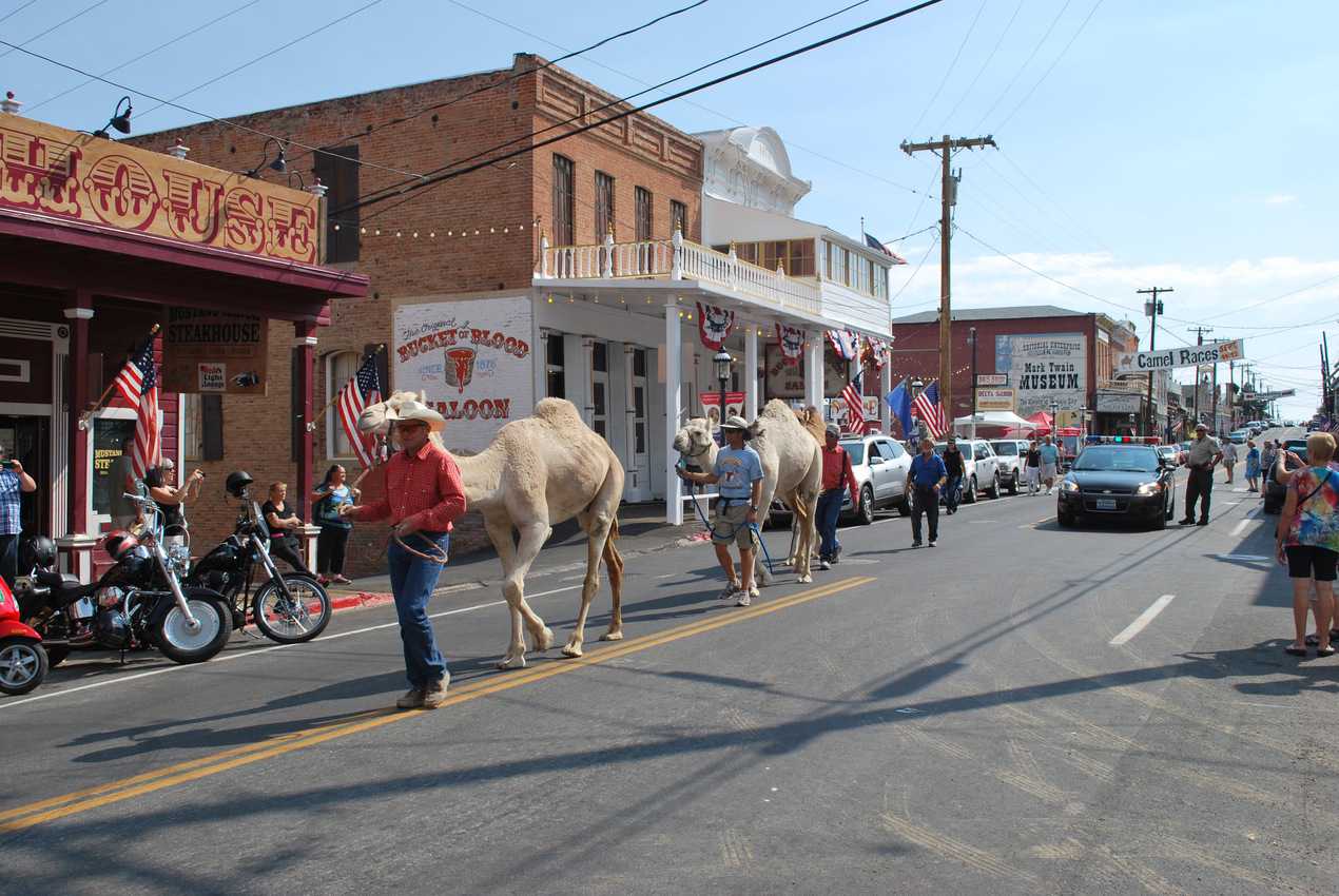 Camels walking through downtown Virginia City