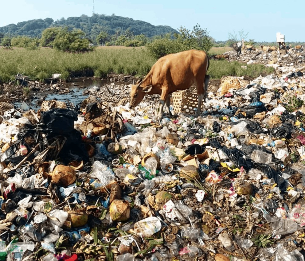 A cow in the overflowing garbage dump on Gili T (photo by Gili Eco Trust) overtourism is creating too much garbage.