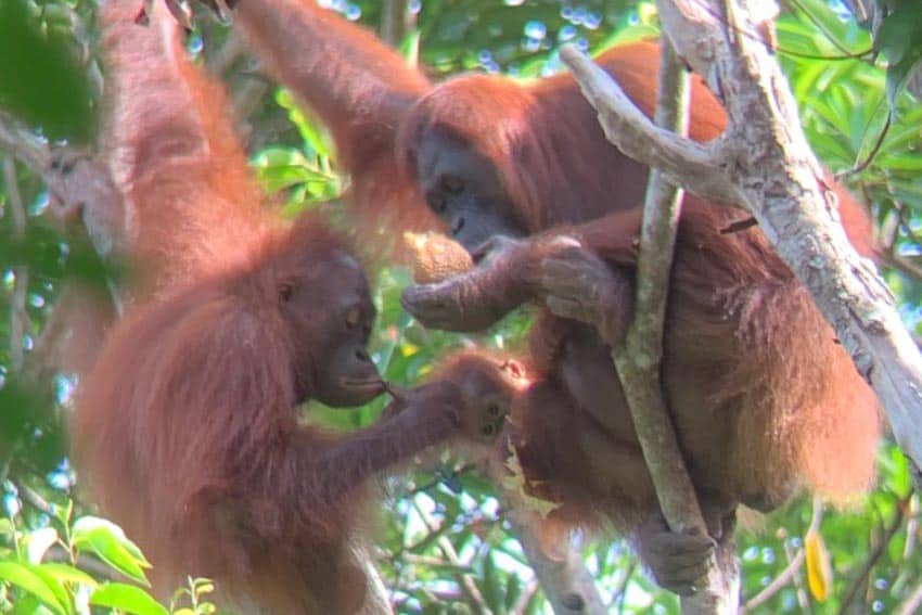 Mother, baby, and juvenile orangutan