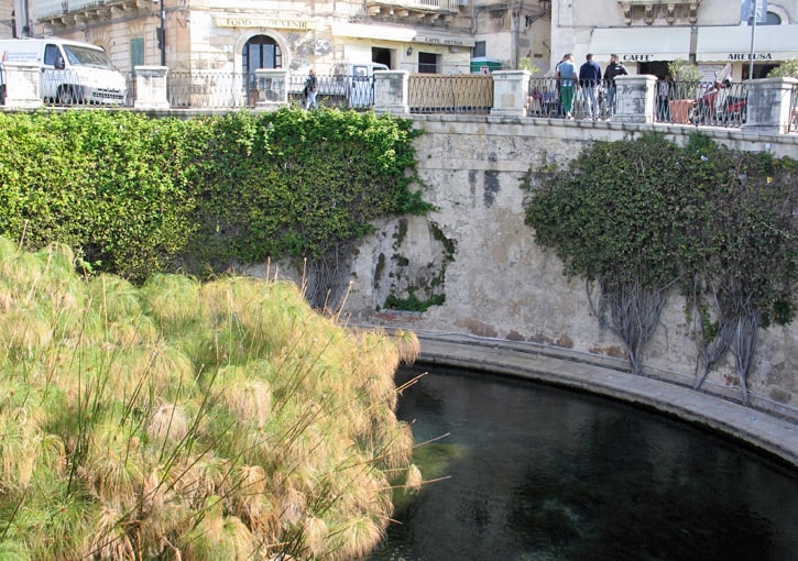 Fontana Aretusa,Siracusa, Sicily, Italy (Photo by Susan McKee)