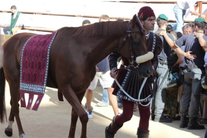 Horse preparing for the race, Il Palio in Siena, Italy.