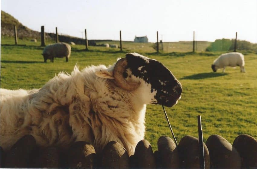Silvia the sheep on the Isle of Skye, Scotland