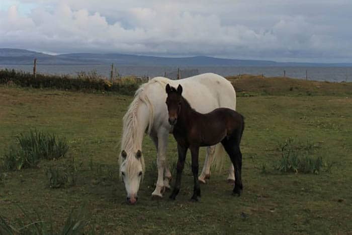 connemara ponies