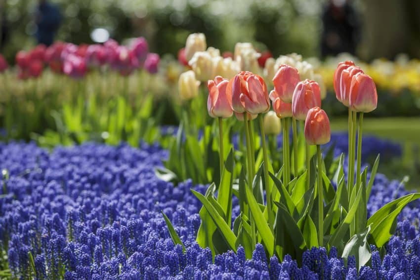 Tulips close up