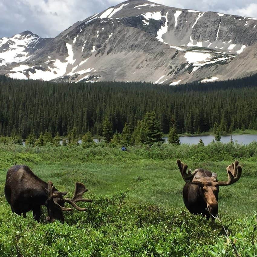 Moose literally a few hundred yards from the parking lot at Brainard Lake, Colorado. photos from parking lots