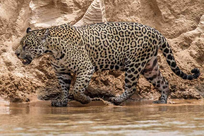 The view from a Jaguars pool seat - Big Cat Country