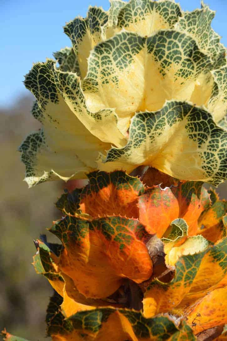 Wildflower in Ravensthorpe, Western Australia