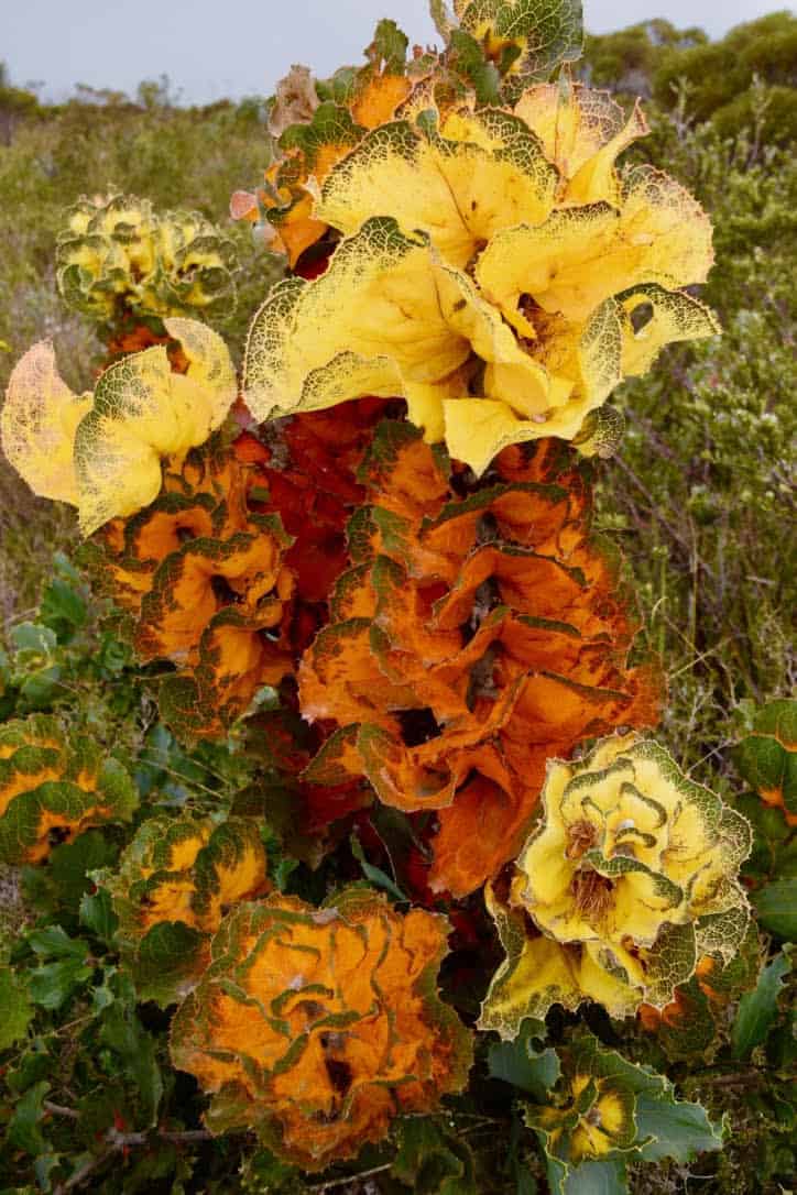 Royal Hakea wildflower in Ravensthorpe, Western Australia