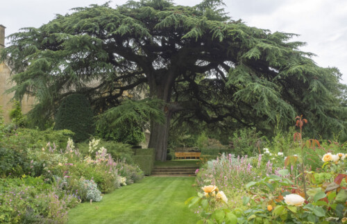 Cedar in Lebanon