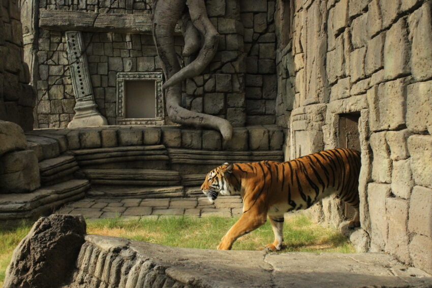 MalayanTiger at Tulsa Zoo Courtesy of Visit Tulsa