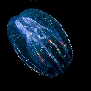 Glowing Comb Jelly ©A Day Away Kayaking Tours